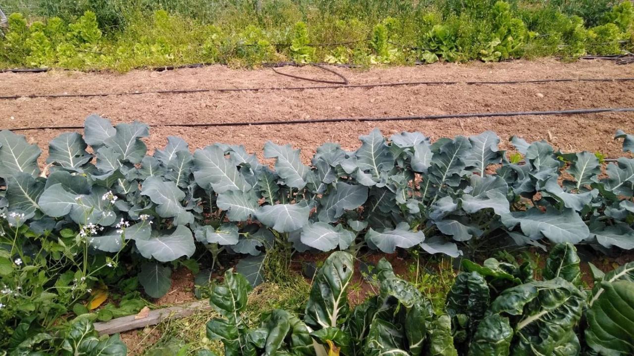 Agriturismo Pingitore Luzzi Kültér fotó